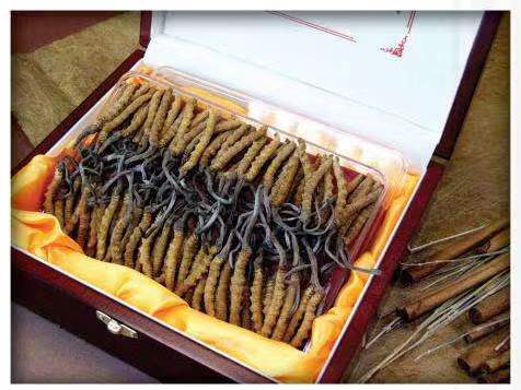 隆德冬虫夏草回收